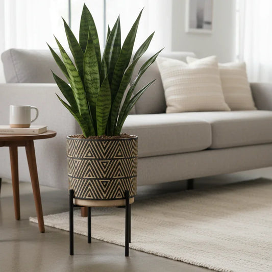 Black Aesthetic Plant Potter for indoor Plants