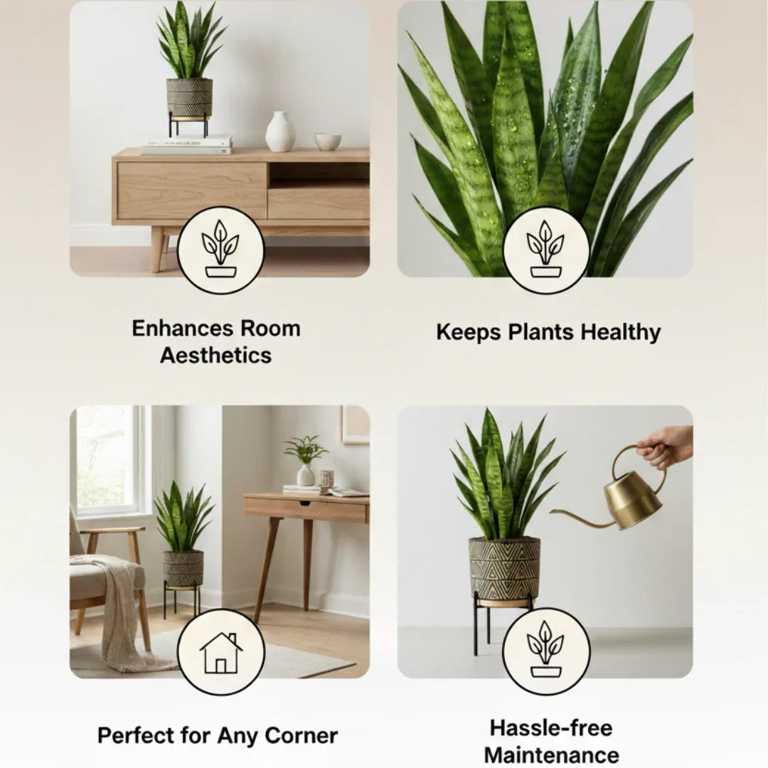 Plant Pot for indoor Plants for home decor